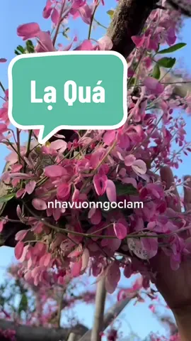 Anh Chị Có Biết Loại Cây Đặc Biệt Này Tên Là Gì Không l Nó Có Khả Năng Thay 4 Màu Lá l Đỏ Hồng -  Trắng - Cẩm Thạch - Xanh #phunghongtai #caytamtai #nhavuonngoclam 