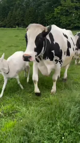 cows enjoy life #cow #cowfarming #cowlife #uk #unitedstates #foryou #viraltiktok 