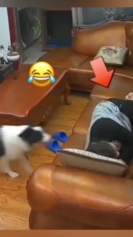 @Adam & Elea @My Petsie  @My Petsie @Adam & Elea  Paws-itively Hilarious: Dogs Stealing Money from Their Owners 🐶💰#MyPetsie Ft @adam.elea1  _______________ Follow @my.petsie  For More Daily Videos 🔥❤️ _______________  Ft @adam.elea1  _______________ ❤️ Double Tap If You Like This  🔔TurnOn Post Notifications  🏷️ Tag Your Friends  _______________ Plz Dm for credit & removal 💬 _______________ Who needs a piggy bank when you have a furry friend? 😂 Watch these hilarious dogs steal money from their unsuspecting owners! 💰🐶  _______________ Our social Media : 👇(contact on us Instagram    @my.petsie & @my.petsie1 & @mypetsie1 _______________ #DogsStealingMoney #PettyPaws #FurryThieves #DogsStealingMoney #PettyPaws #FurryThieves #FunnyDogs #DogLovers #PetLove #AnimalAntics #LaughOutLoud #GoodBoys #GoodGirls #PawsitiveVibes #DogParents #PetParenting #MoneyMischief #DogVsOwner #Dog #DogLove #DogLover #AmineBelhouari #AdamAndElea #MyPetsie 