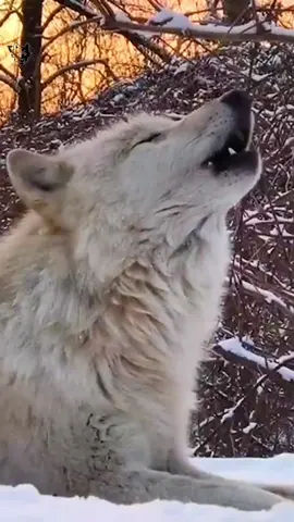 #Wolf #wolf #wolves #howl #howlingwolf #волк #lopo #lobo #ذئب #ذئاب 