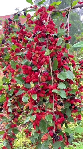 Mulberries are rich in vitamins and antioxidants #omg #new #hot #top #fruit 