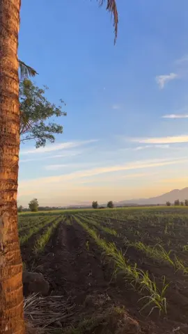 The view outside from my grandparents house in the province, sunrise, sugar cane field, and the beauty of Mt. Kanlaon from afar. #negrosoccidental #fyp #provincelife 