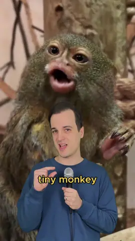 Underrated monkey tbh 🙊 #fyp #comedy #music #parody of #rasputin by #boneym #70smusic 