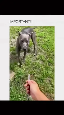 Funny and cute dogs compilation 🤣… #funnydog #funnypet #cutedog #dogsoftiktok #doglover #dog 