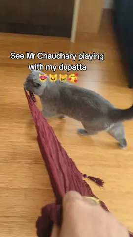 #mylove #fyp #mycat #mrchaudhary😻 #foryoupage #catlovers #viral #catsoftiktok #viraltiktok #tabbasam321 
