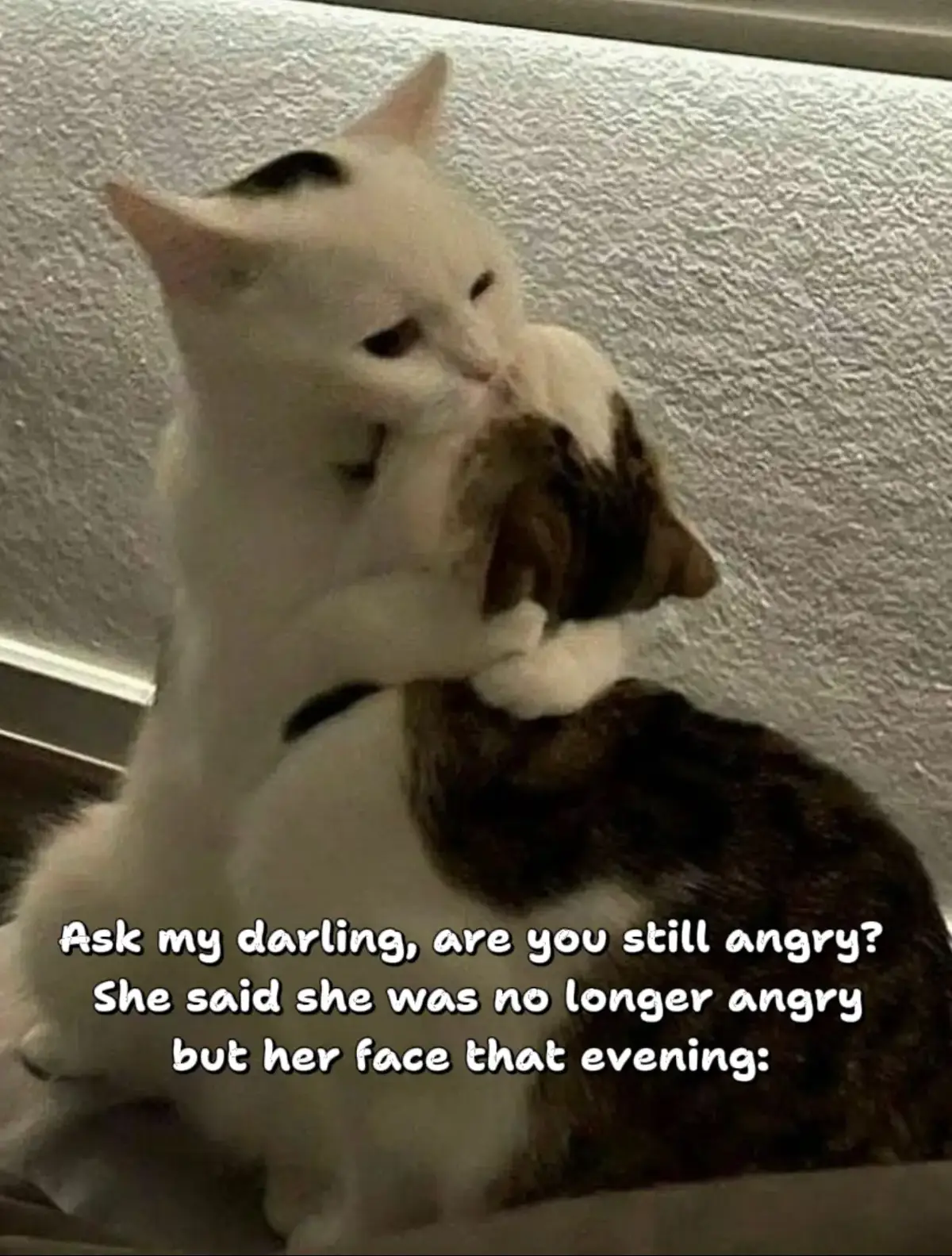 she said she wasn't angry but her face:  #cat #dog #meme #cute #Love #couple #viralvideos 