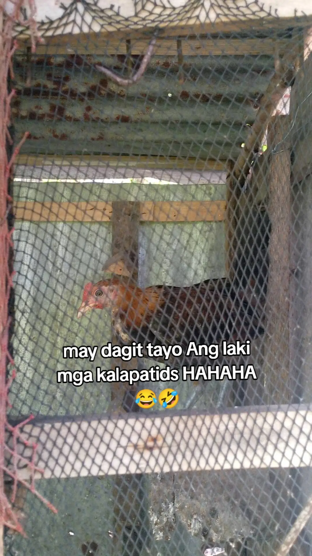 eyyyy 🤙 may dagit tayo mga kalapatids Ang laki haha 😂  happy flying mga kalapatids  #MELDEVILLA🇵🇭🕊️  #pigeon😍  #fyppppppppppppp  #pigeon #fypシ  #kalapatids #edits 