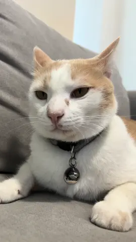 ขอให้พี่นุดรักพี่นุดหลง @ภาระที่ร้องงั่งๆ #ภาระเด็กดี #ภาระงั่งๆ #catsoftiktok #สวนสัตว์tiktok #cat 