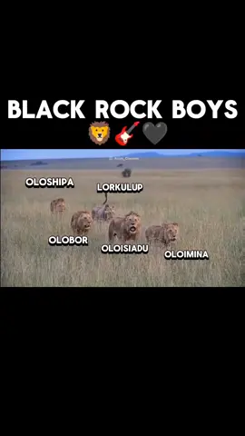 👑Oloisiadu🕊️ La estrella que no pudo brillar, el primer miembro de la Coalición Black Rock que se fue, en 2022 desapareció sin dejar rastro. @King Lekijana🖤🎸👑 @King_Shaka 🦁👑🖤 @kilayalion @🦁彡Ivan3nn彡🐯 @stevveenn0⚔️👑 @👑 WILD ROYALTY 🦁 #lions #reyleon #leon #fyp #foryoupage #mapogos #leones #foryou #lion #parati #blackrockboys #animals #animales #sabanaafricana #africa #lions #oloisiadu 