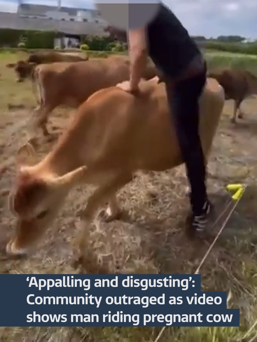 There has been outrage in Jersey after a video was widely shared on social media showing a man riding a pregnant cow. #itvnews #cow