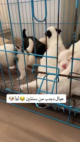Cutere puppies #dabdab #puppy #egypt #fyp 