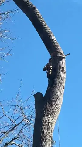 would you do this tree job?