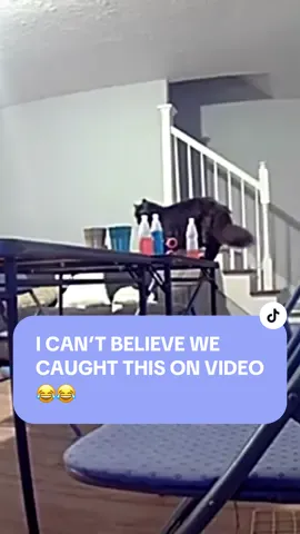 Once in a lifetime caught on video 🤣🤣 @ring #catsoftiktok #ring #ringcamera 
