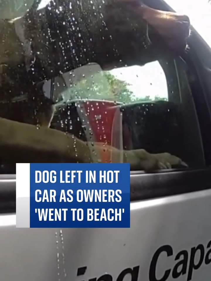 Police in Florida found a distressed dog trapped inside a hot truck. They managed to safely rescue the animal and take it to a local animal shelter. #animal #dog #police #florida