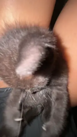 meet mavis 