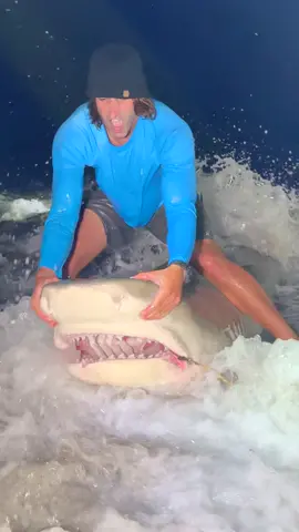 Massive 12ft Tiger Shark Caught & Released?!? @JUNO BRANDON @Brookeeryan  #thefishermeng #fishing #southshore #bunker #shark #sharkfishing #beachlife #sunrise #snook #snookfishing #snookcatching #largemouthbass #carp #carpfishing #nyfishing #nyfishingcharters #lbsf #landbasedsharkfishing #blacktip #blacktipshark #hammerhead #floridafishing #bigshark #sharkattack #beachsharkfishing #floridasharkfishing #floridasharks #bullshark #hammerheadshark #westpalmbeach 