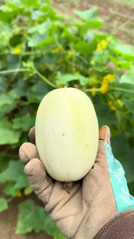 Growing Dragon Eggs! 🐉 🥚 🥒 #gardening #garden #gardentok #cucumbers #food #foodtiktok #FoodTok #homestead #homesteadtoktok #homesteadlife #veggies #vegtables #canning #growyourownfood #happy #grateful #blessed #tiktok #fypシ゚viral #freedom #arkansas #dragonegg 