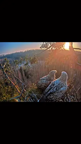 The bird’s on high has a panoramic view #animals #bird #birds #wildlife #birdsoftiktok #wildanimals #birdslove #babybirds #nature #foryou #france #🦜 