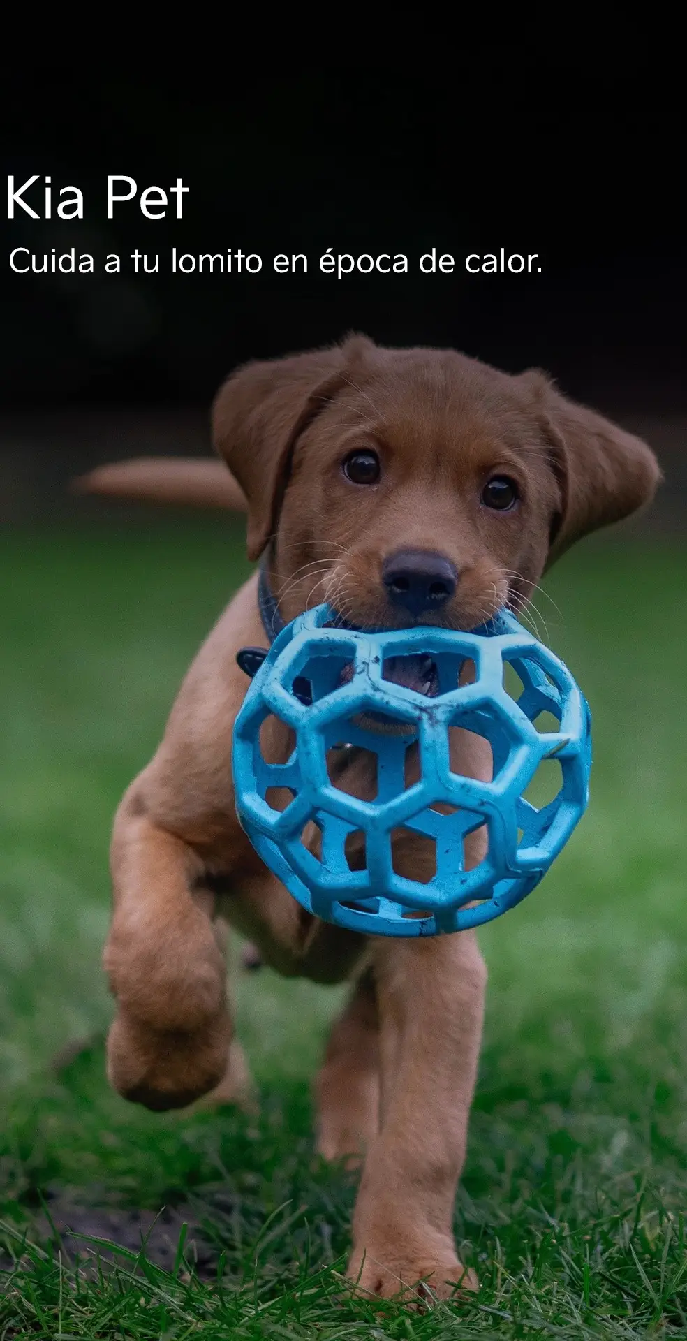 ¿Sabes cómo cuidar a tu lomito durante esta temporada? 🐶☀️ Aquí te dejamos algunos tips para disfruten al máximo.    #KiaPet #PetLovers #Pet #petsontiktok #PetLove #Summer #SummerVibes #SunnyDays #Kia #MovementThatInspires 