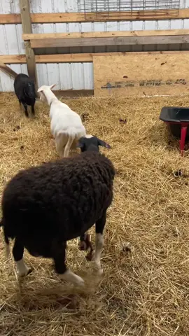 None of these 3 are related and they’ve been a flock for several years! I have no idea what made May mad or why Mia wanted to defend Buttercup. #sheep #sheepoftiktok #hairsheep #farm 