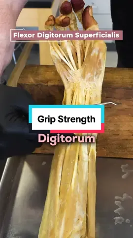 Flexor Digitorm Superficialis 🤓 #gripstrength #fingers #amazing #muscle #strength 