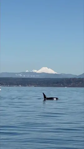 Our wonderful experience whale watching near Seattle, Washington 🐋 full vlog on our youtube channel! #travel #whale #whalewatching #orca #familytravel #pugetsoundexpress #seattle #edmonds #washington @Visit Seattle 