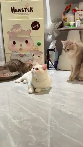 #catofsofee #catoftiktok #cutecat 