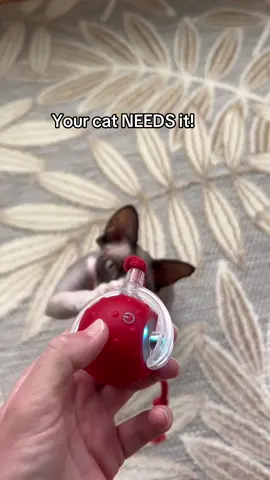 Ishka been playing with it for hours!!! 🥳 #catlife #hairlesscat #catsoftiktok #TikTokShop #cat 