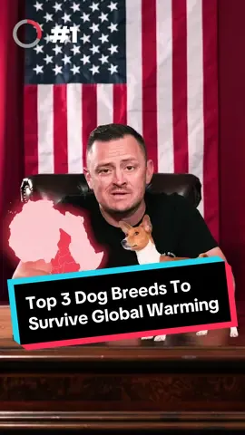 Top 3 Dog Breeds To Survive Global Warming #dog #basenji #xolo #mexicanhairlessdog #dogs #doglover #australiancattledog #fyp 