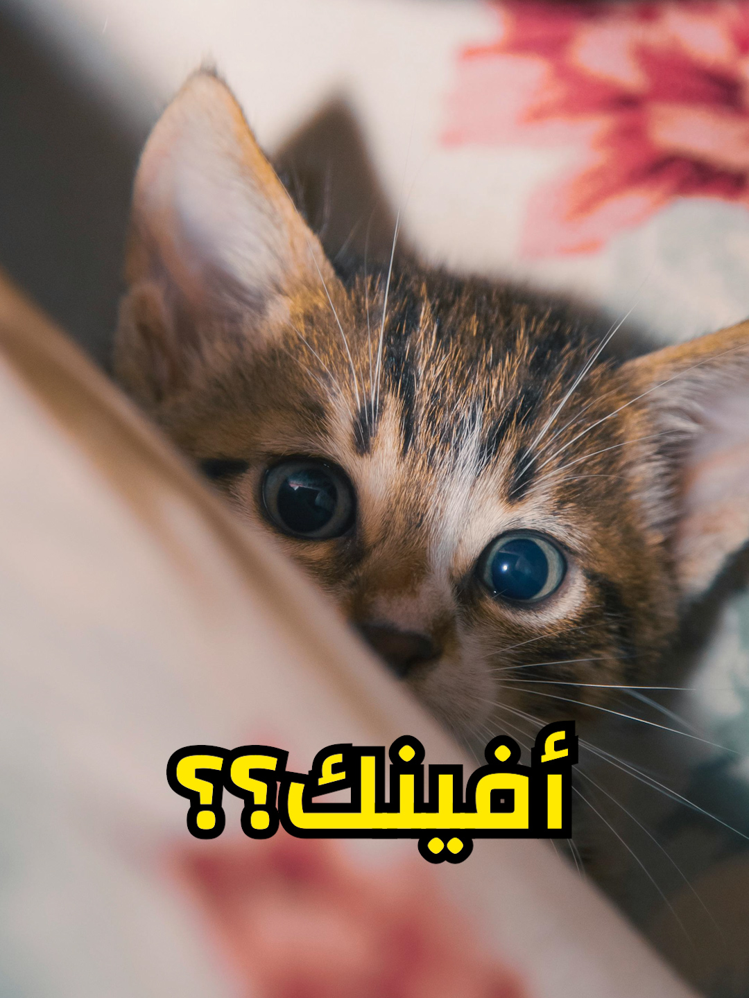 أين تذهب القطط يوم عيد الاضحى؟ #fyp #foryou #cats #عيد_الاضحى