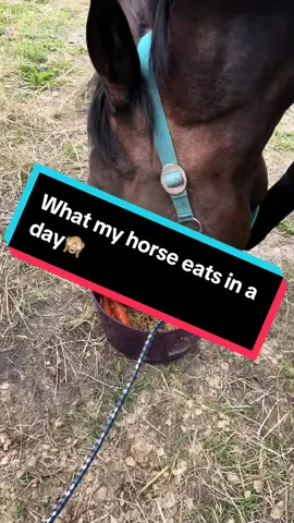 Was mein Pferd während 24/7 Weide täglich zu fressen bekommt☺️  #foodasmr #foryou #viral #horsesoftiktok #crazycooper #turnierpferd #horse #food #whatifeedmyhorse #whatmyhorseeats 