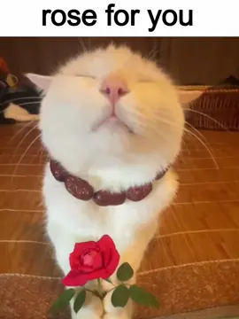 rose for you #foryou #cat #cute #zhuangzhuang #wycrk #silly #cats #catsoftiktok #fyp #viral #meow #cattok #kittycat #cattok #rose #send 