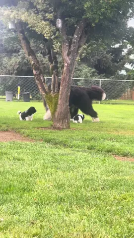 Gus Gus (2 years) playing chase with the babies (Green & Gold boys 4 weeks). Be still my heart! 🥰❤️  #nottabear #nottabearnewfoundlands #nottabearnewfs #newfie #newfiesoftiktok #newfiecheck #newf #newfoundlanddog #newfiepuppy #newfpuppy #puppies #landseer #landseernewfoundland #landseerpuppy #newfoundland #puppiesoftiktok #newbornpuppies #puppiesoftiktok #puppies #bigdog #bigdogsoftiktok #bigdogs #babydog #babypuppy #playtime #chase #tag #tagyoureit 