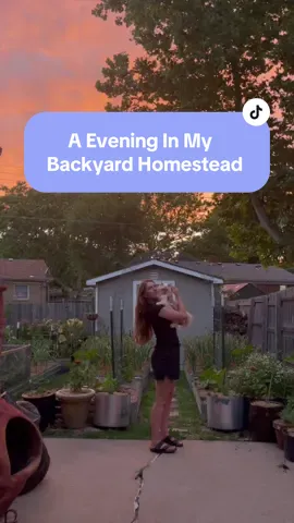A evening in my backyard #homestead 💚 #backyardhomestead #backyardgarden #growyourownfood #gardening #growyourown #ditl #backyardgoals 