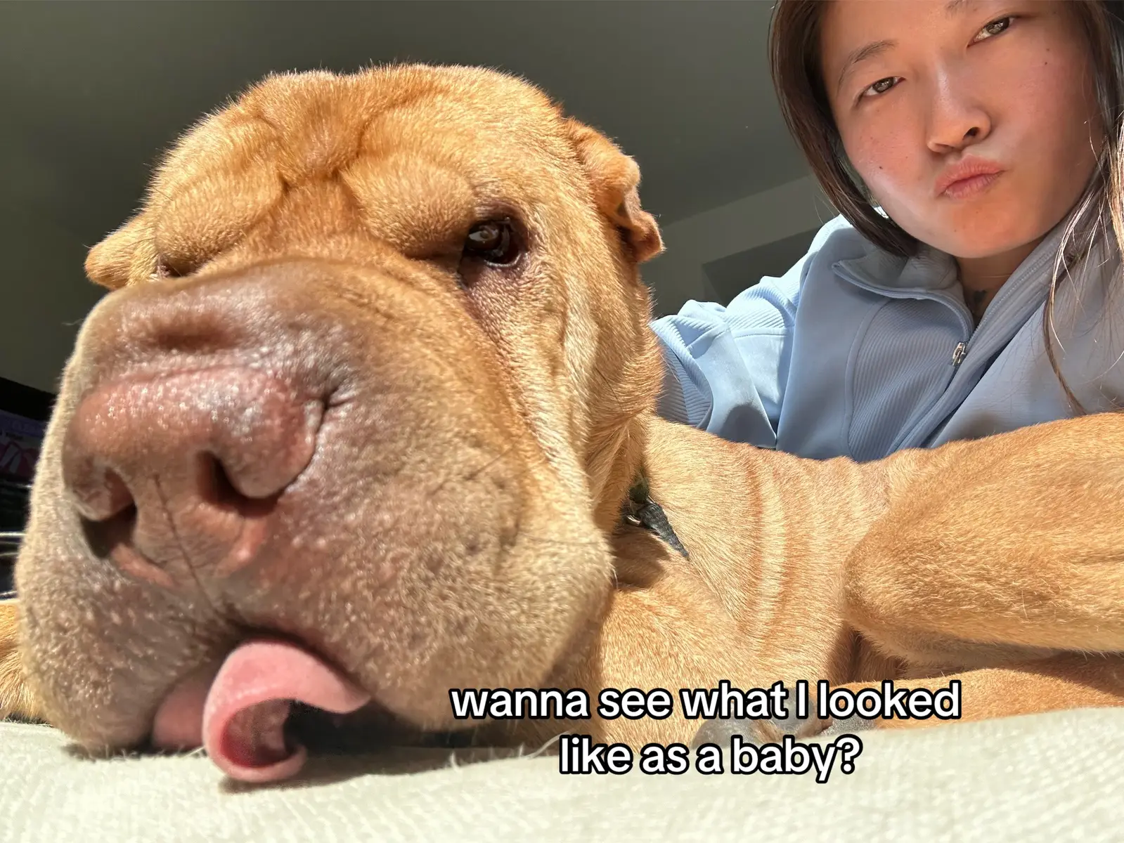 Selfies with mommy since 2021 #sharpei #fypシ #dogsofttiktok #handsomeboy #dogsoftiktok 