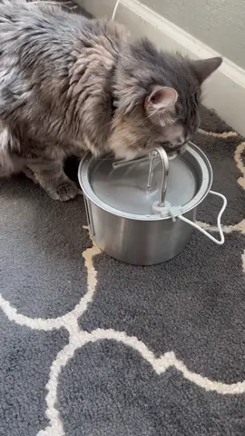 Im actually in love with this water fountain @oneisallofficial #pet #catwaterfountain #TikTokShop #petsofttiktok #greenscreenvideo #fypage 