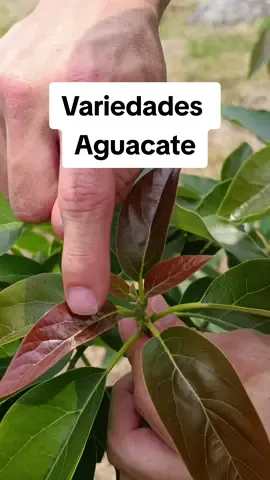 Identificando VARIEDADES de aguacate 🌱🥑 Brotes - Hojas - Tallos #aguacate #palta #aguacatero #avocado #variedades #injertos #procesos #agricultura ¿Cómo diferenciamos las variedades de aguacate? 🤔 bueno para esto decidimos hacer este video registro evaluando empíricamente los brotes, tallos y hojas de un árbol con 5 variedades diferentes de aguacate. ¿Qué técnica, método o características revisan ustedes a la hora de diferenciar variedades de aguacate? Toda sugerencia es válida para mejorar los procesos y así apoyar un crecimiento entre todos los que trabajamos con estas plantas.