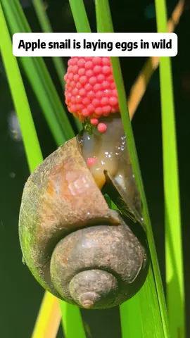 Discovering the Reproductive Journey of the Golden Apple Snail Description: Join us on an enlightening journey as we follow a golden apple snail on its climb to lay eggs, capturing a momentous occasion in the life cycle of this fascinating creature. The golden apple snail, known for its vibrant shell and ecological impact, is an invasive species that has attracted significant attention due to its rapid reproduction rates. In today's video, we observe the snail as it laboriously ascends to its chosen spawning site, despite the day's strong winds. This natural spectacle provides a unique glimpse into the perseverance and reproductive behavior of golden apple snails. As a special feature, we explore the potential uses of golden apple snail eggs in a creative yet educational manner by preparing a cup of 