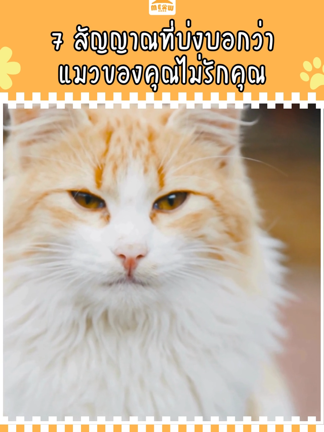 แมวไม่มองตาคุณ #catsoftiktok #แมว #แมวน่ารัก #ทาสแมว #เลี้ยงแมว #meowbarn #เหมียวบาน