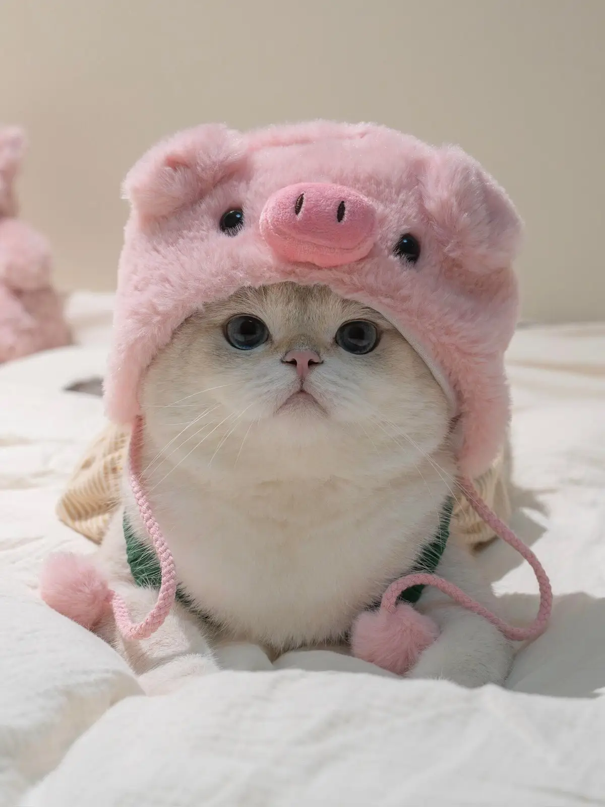 Hahahahahahahaha I’m sorry, aunts! If you haven’t seen this set of pig photos, you can come and get them #cat #cute #fyp #viral 