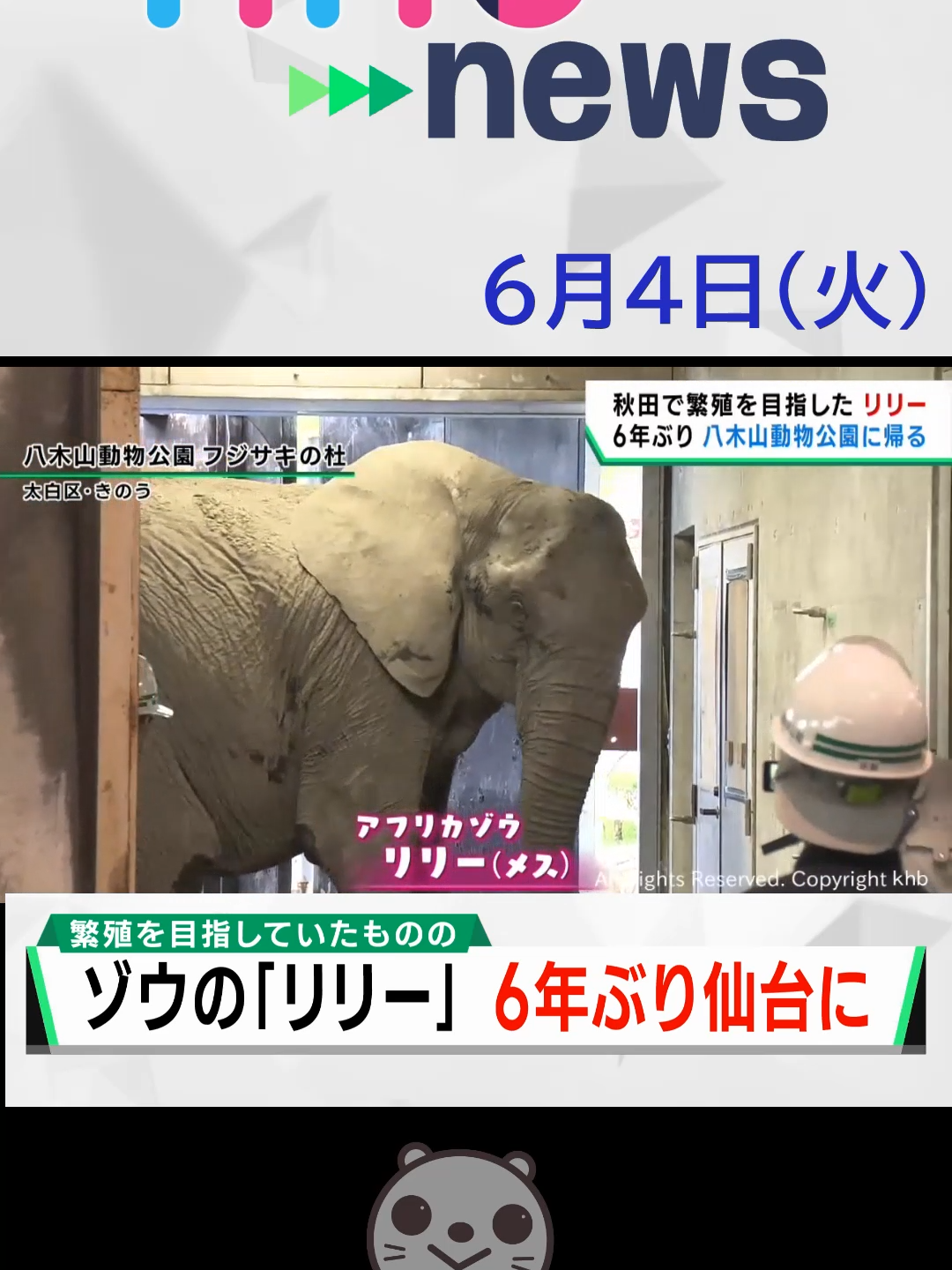 【khb】秋田で繁殖を目指した リリー　6年ぶり 八木山動物公園に帰る#八木山動物公園 #ゾウ #リリー #khb