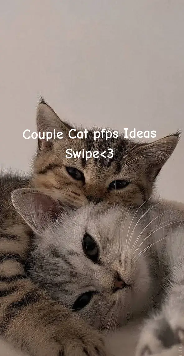 #foryoupage #trending #pfp #cute #couplegoals #cats 