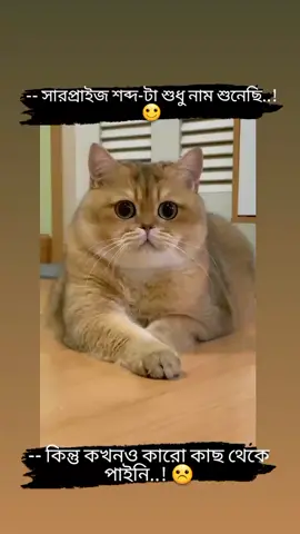 সারপ্রাইজ শব্দটা শুধু নাম শুনেছি....! 🙂 #foryou #tiktok #foryoupage #bdtiktokofficial🇧🇩 #bdtiktokofficial #tiktokbangladesh 