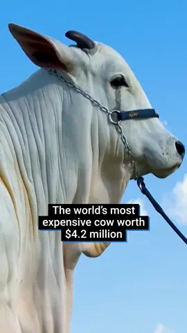 How can a cow cost so much money? Viatina-19 is as perfect as a cow can be, and she’s worth $4.2million. It’s all about her use for breeding, to develop higher quality cattle. #fy #fyp #cattle #prize #worldrecord #guinessworldrecord #brazil #cow #animals #genetics #science #news #cowboy #viral #expensive #money #auction