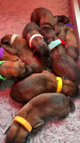 Les 10 babies Mia x Texas sont nés ! ❤️
