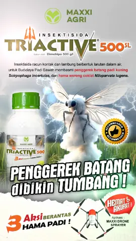 #insektisida TRIACTIVE 500SL #hama Penggerek Batang #padi Dibikin Tumbang 👍 #petanipadi Panen Maxximal #mantap #viral #fyp #maxxiagri 