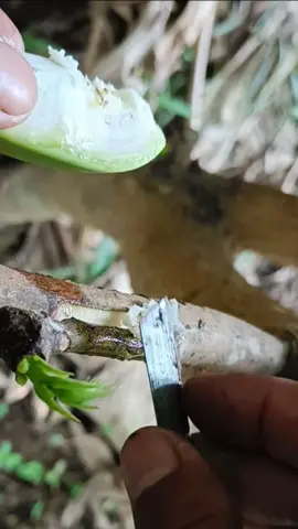 Tricks for grafting mango trees using this method #plant #plantslife #garden 