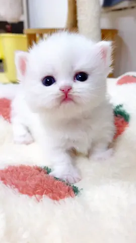 - Waooooo😘😘baby i love u🥰🥰🥰#pet #cat #cutecats #catsoftiktok #kitten #kittensoftiktok #cutecatvideo #lovecatsoftiktok #lovecats #fyp #foryou 