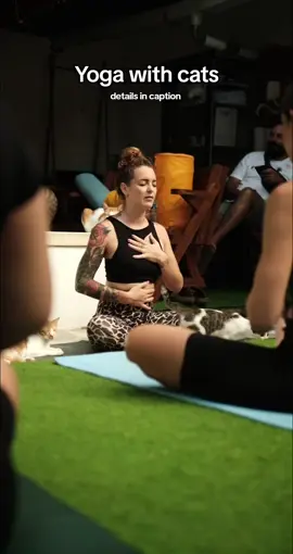 Join us next Tuesday the 11th for Cat Yoga at 9:30AM in our cafe! 🎉  Our rescued and adoptable kitties are ready to get their stretch on with you!  150.000 IDR for sign up and it will include a light breakfast and coffee after class while you hang out with the cats! ☕️ 🐱  Comment or DM us to join and we’ll see you there! ✨ #catyoga #yogawithcats #canggu #whattodoincanggu #bali #whattodoinbali #cat #kucing #balicats #kucingbali #catcafe #catcafebali #balicatlovers 