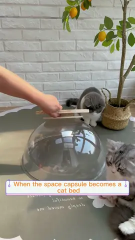 Space Capsule Cat Bed Transparnt Cat House 💼🏡You can go to my homepage   link to buy:www.kzlaa.com——Cat Bed • • • #cat #cats #catsofinstagram #catlover #catlife #catlovers #cats_of_world #catinstagram #fyp #for #foryou #kzlaa #catvideos #catvilla #catinstagram #catbed #catroom 